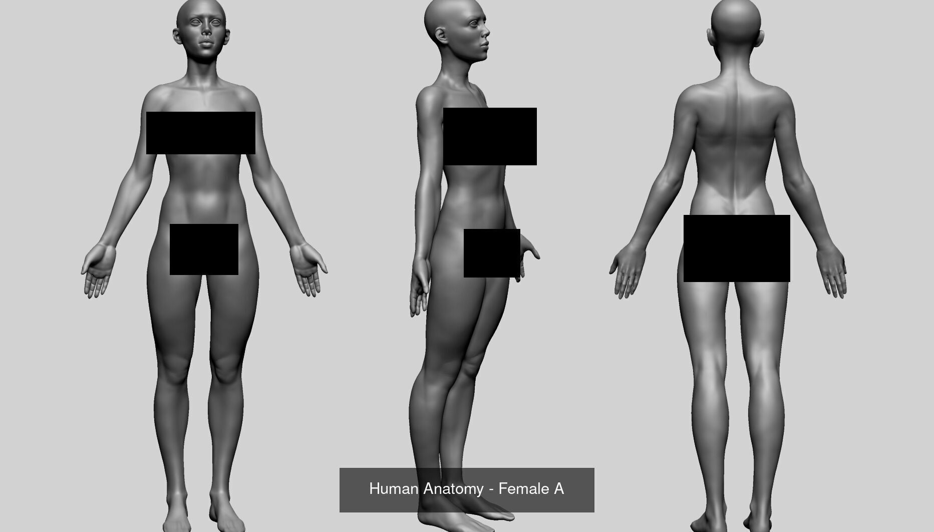 10 Male and Female Anatomy Models 3D Model Collection_4