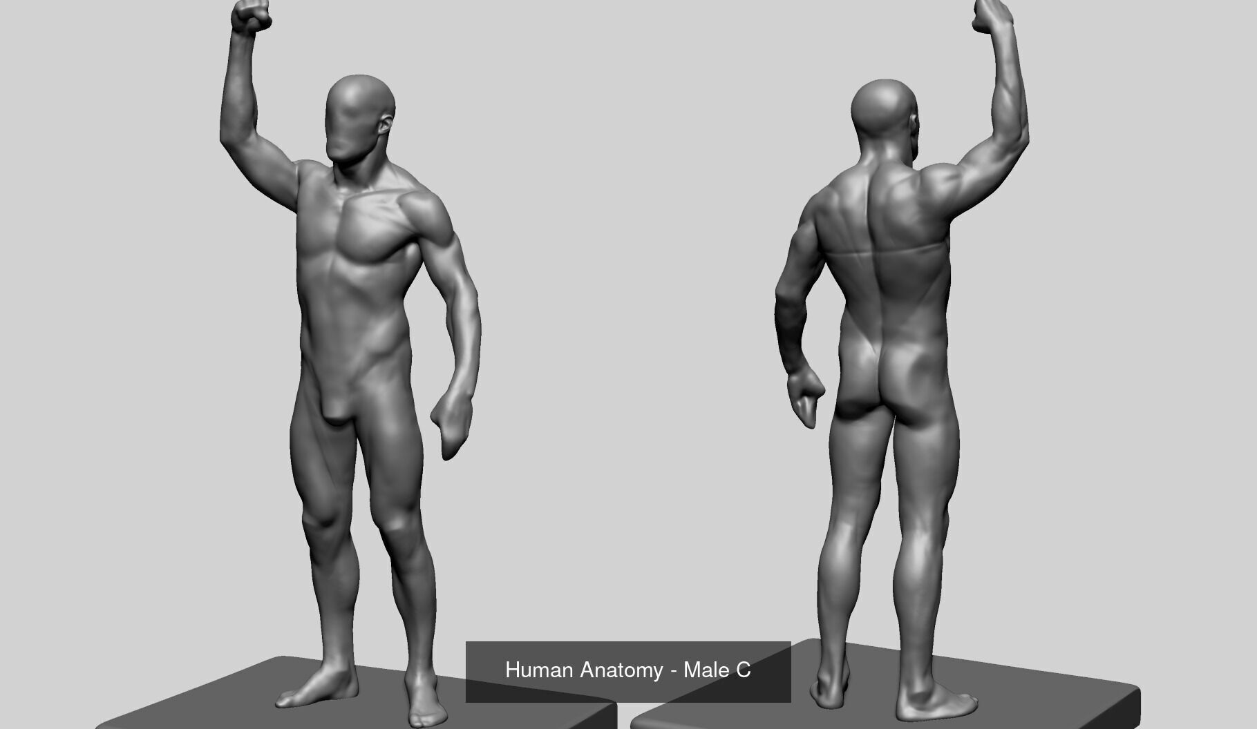 10 Male and Female Anatomy Models 3D Model Collection_6