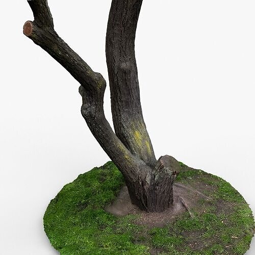 Photorealistic 3D scan of Tree trunk  Low-poly 3D model