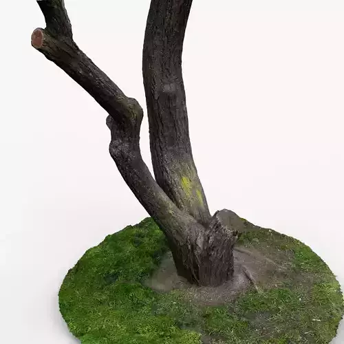 Photorealistic 3D scan of Tree trunk 