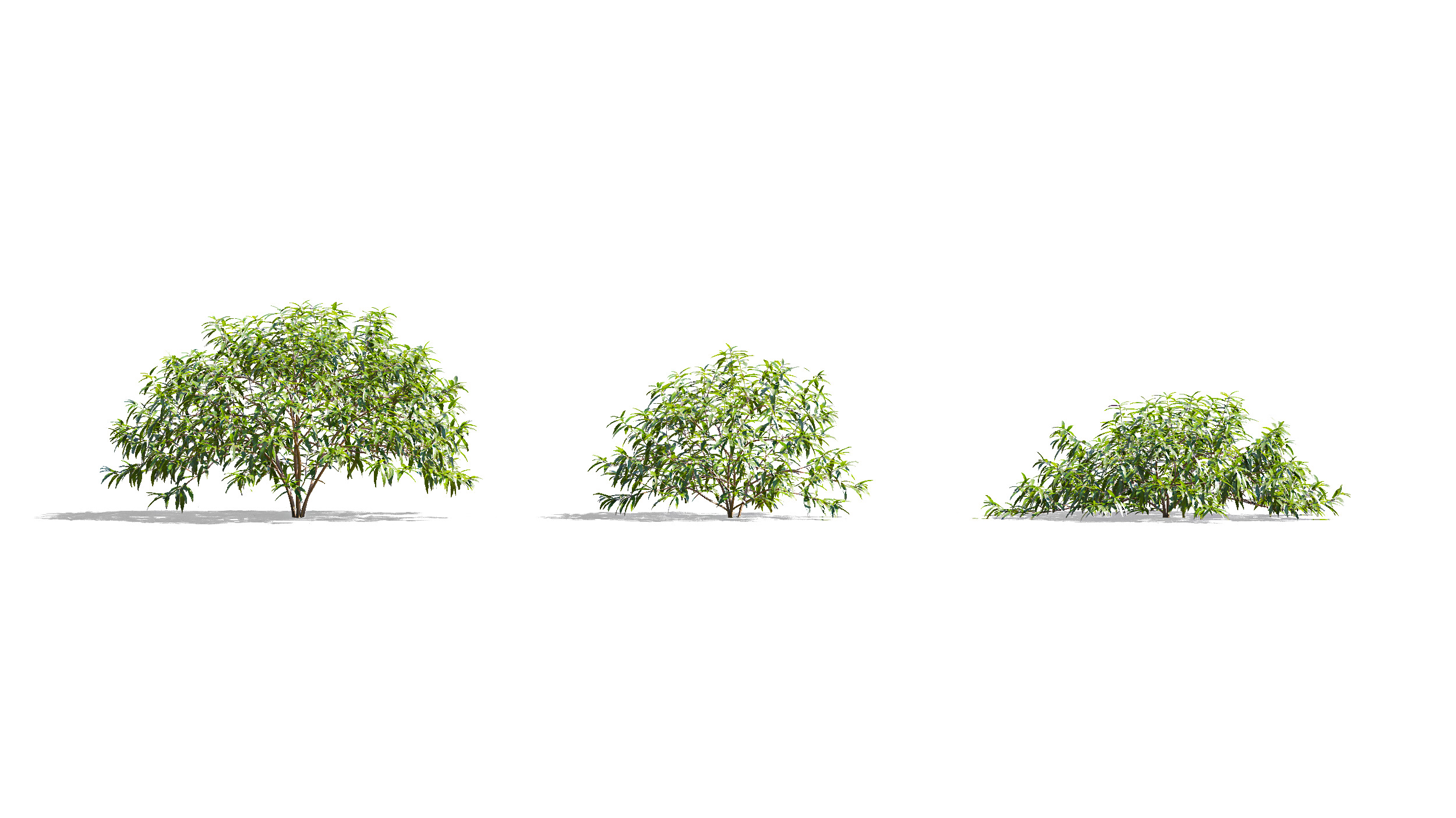 Wonderful Tree Collection All In One Low-poly 3D model_7