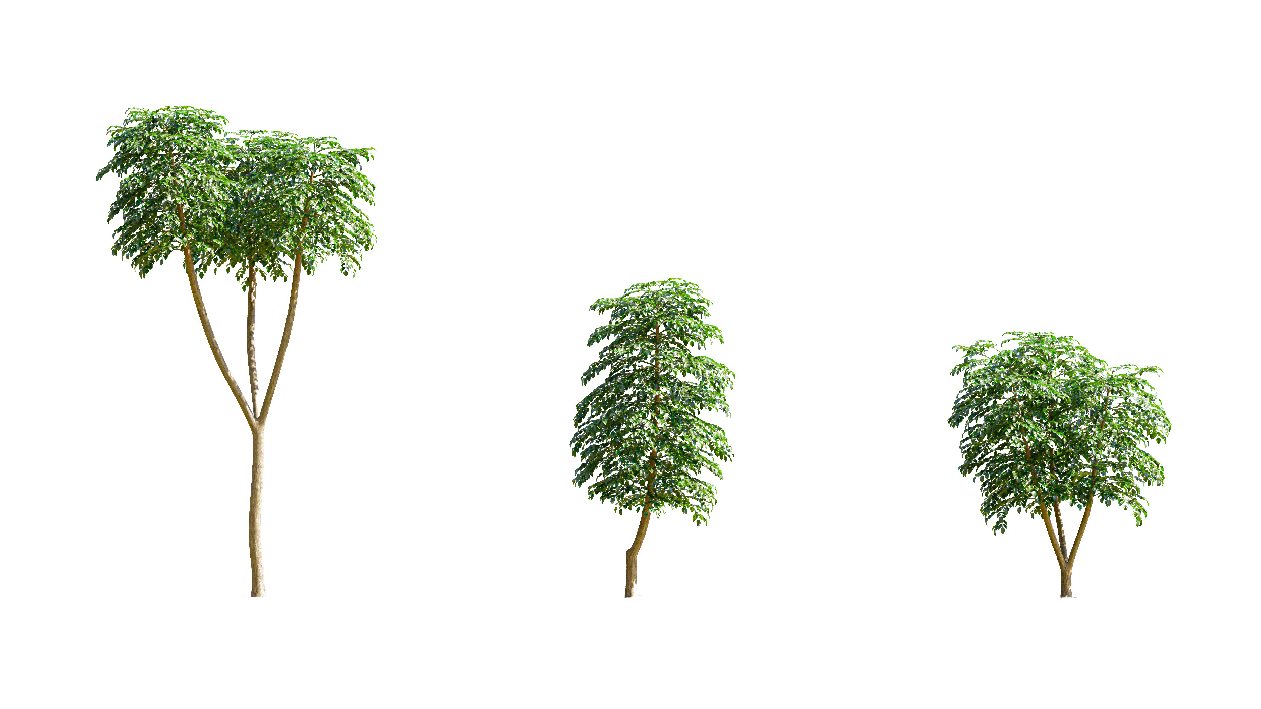Wonderful Tree Collection All In One Low-poly 3D model_5