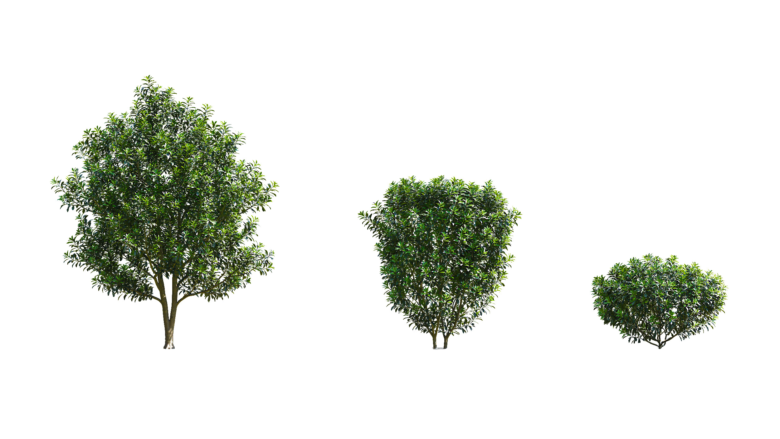 Wonderful Tree Collection All In One Low-poly 3D model_21