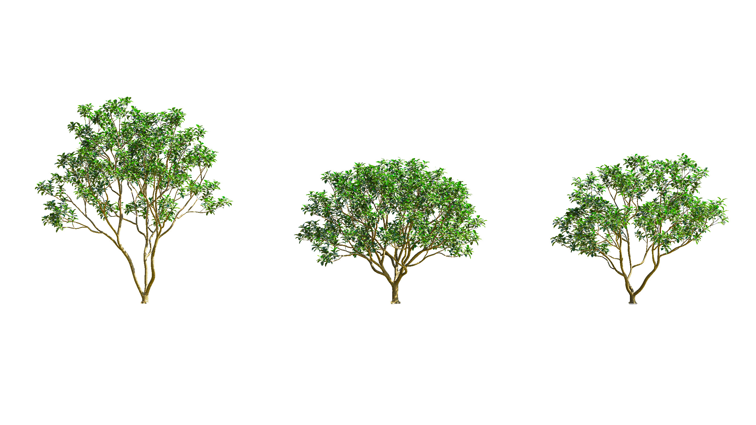 Wonderful Tree Collection All In One Low-poly 3D model_8