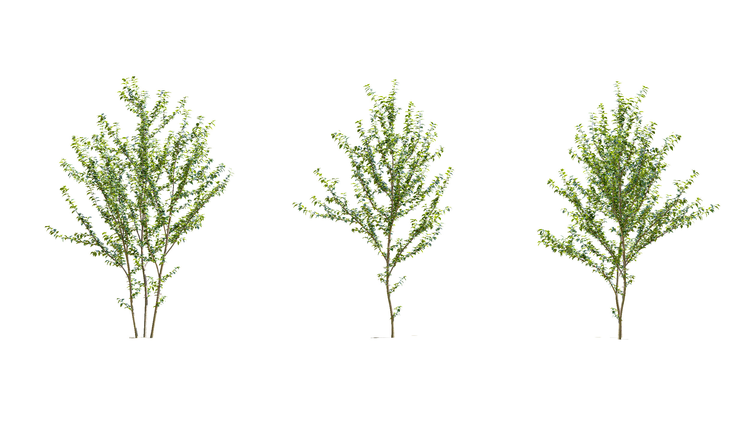 Wonderful Tree Collection All In One Low-poly 3D model_2
