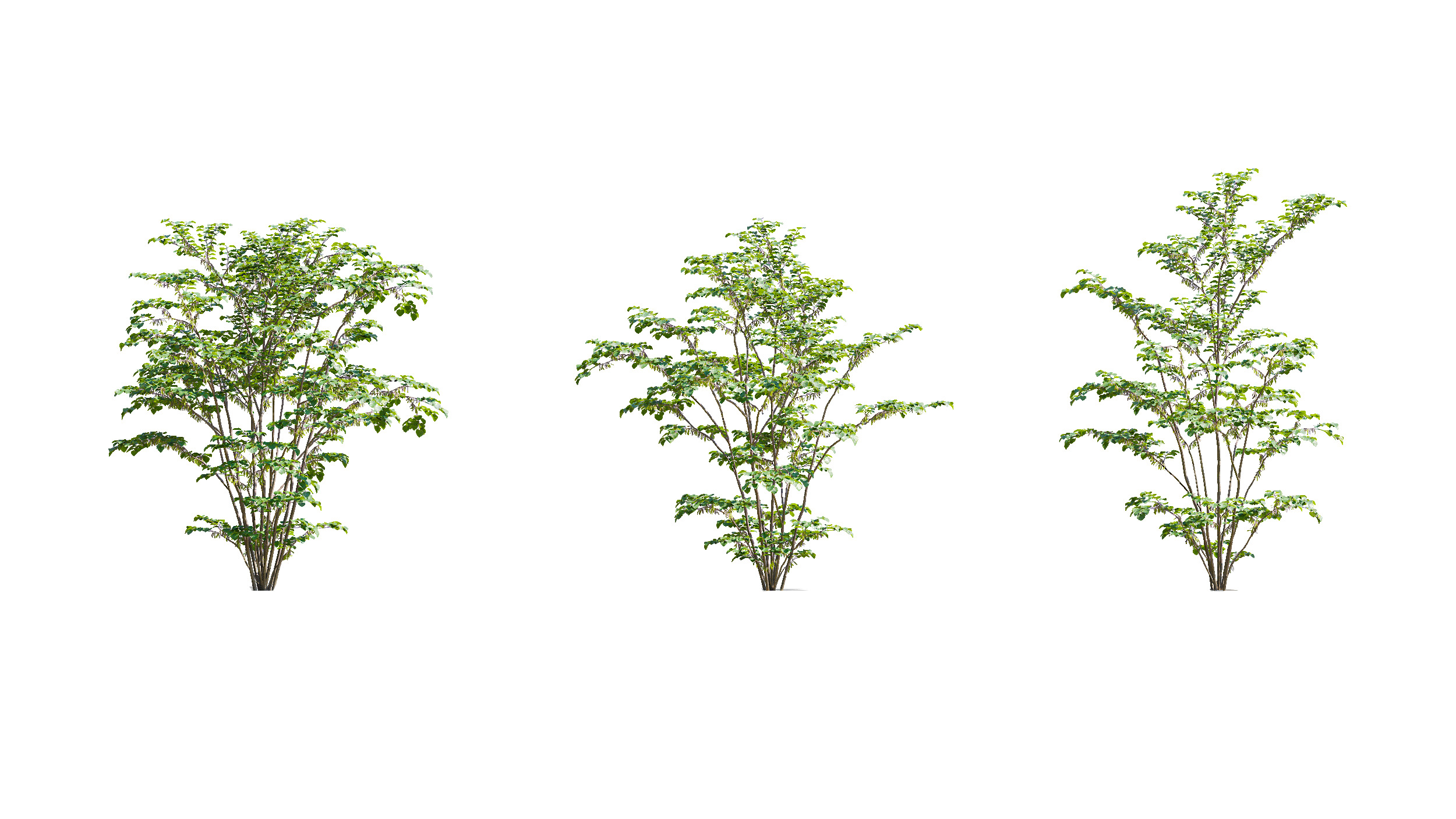 Wonderful Tree Collection All In One Low-poly 3D model_10