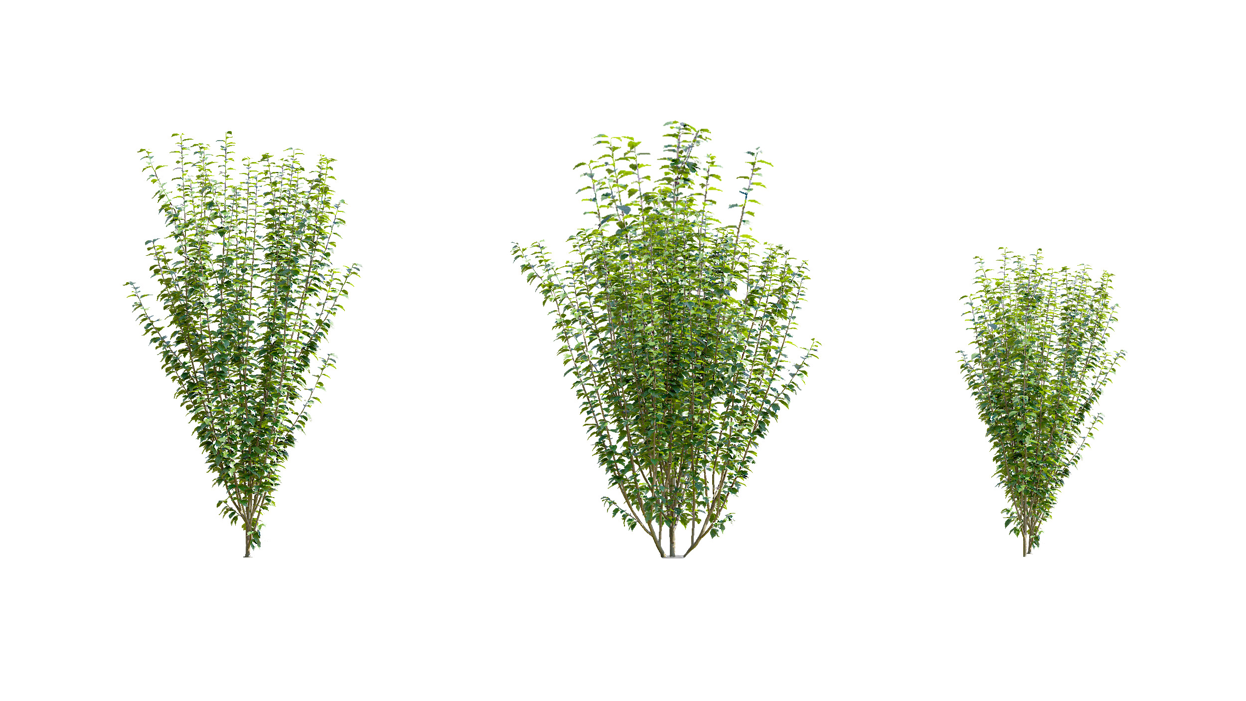 Wonderful Tree Collection All In One Low-poly 3D model_23