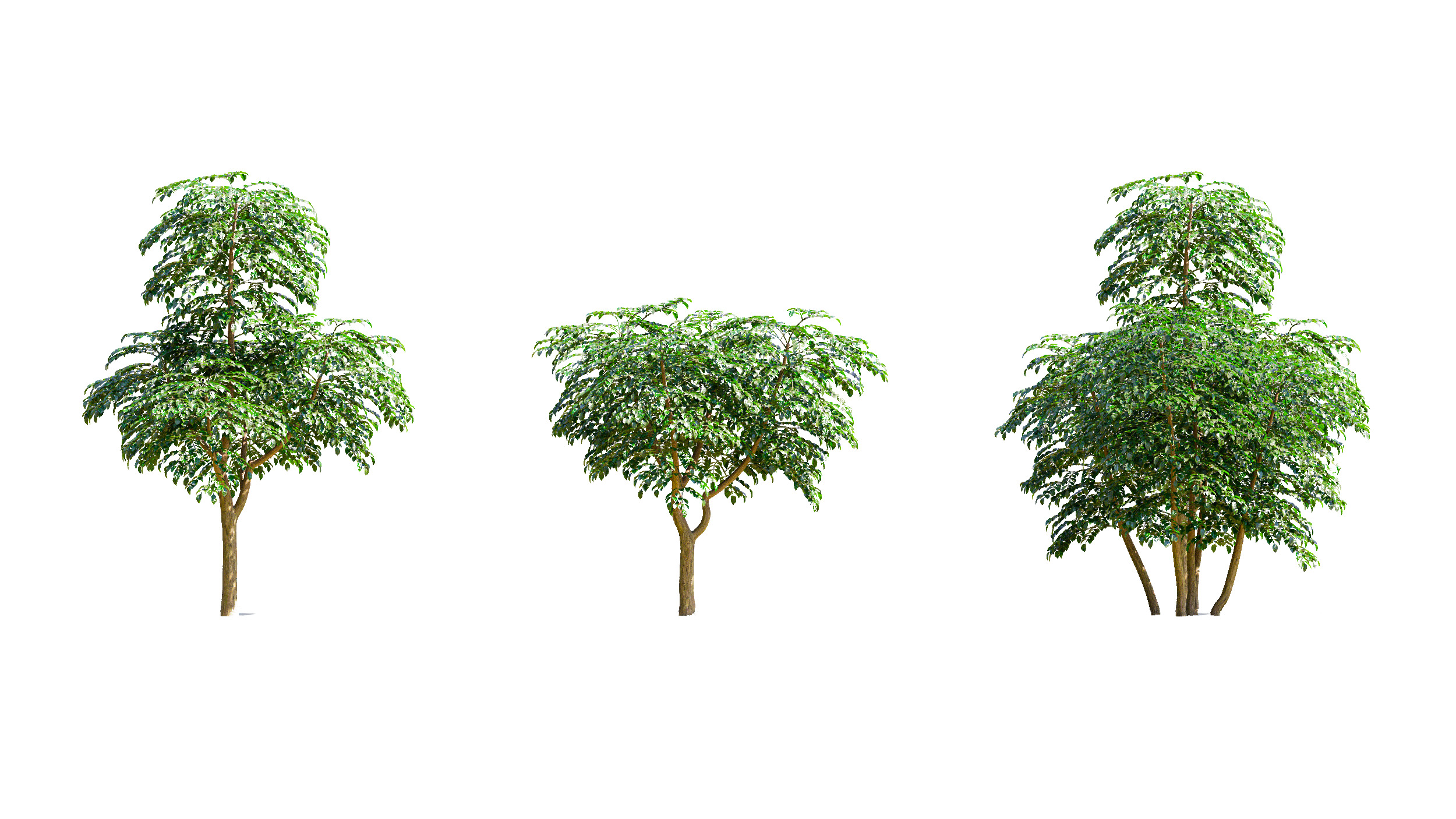 Wonderful Tree Collection All In One Low-poly 3D model_4