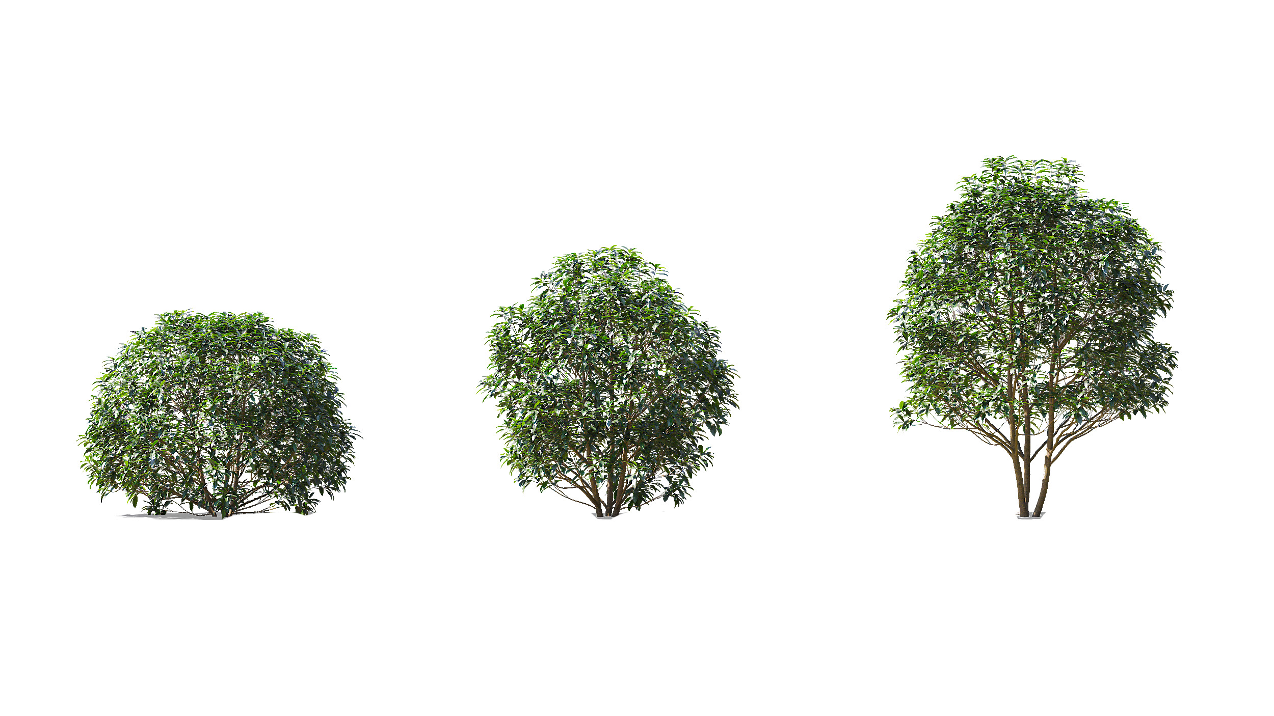 Wonderful Tree Collection All In One Low-poly 3D model_19
