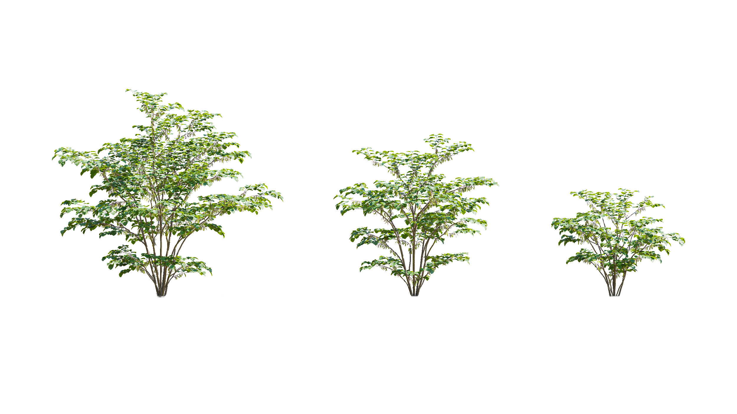 Wonderful Tree Collection All In One Low-poly 3D model_11