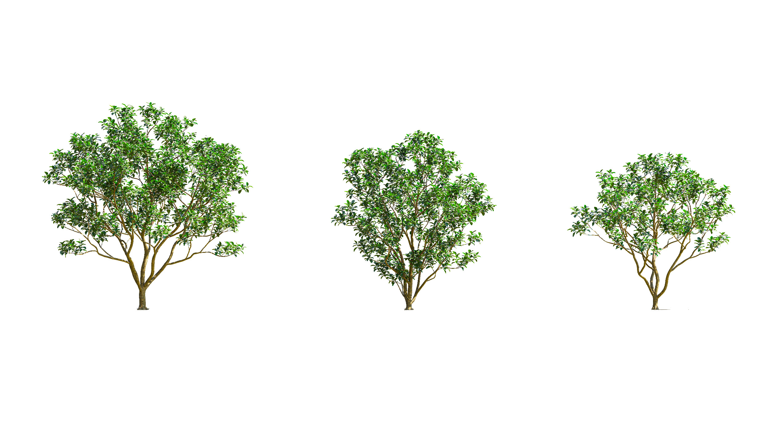 Wonderful Tree Collection All In One Low-poly 3D model_9