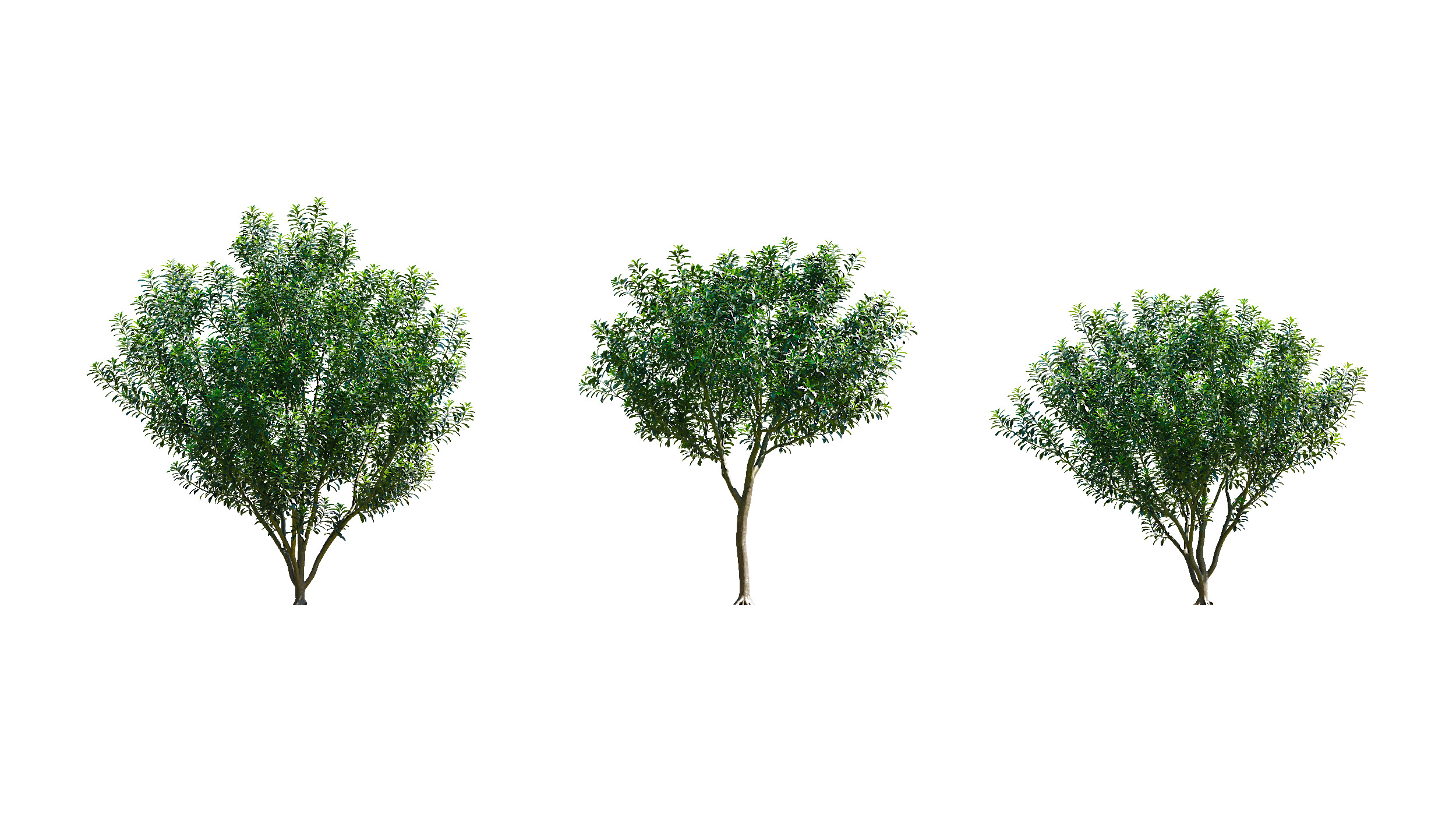Wonderful Tree Collection All In One Low-poly 3D model_22