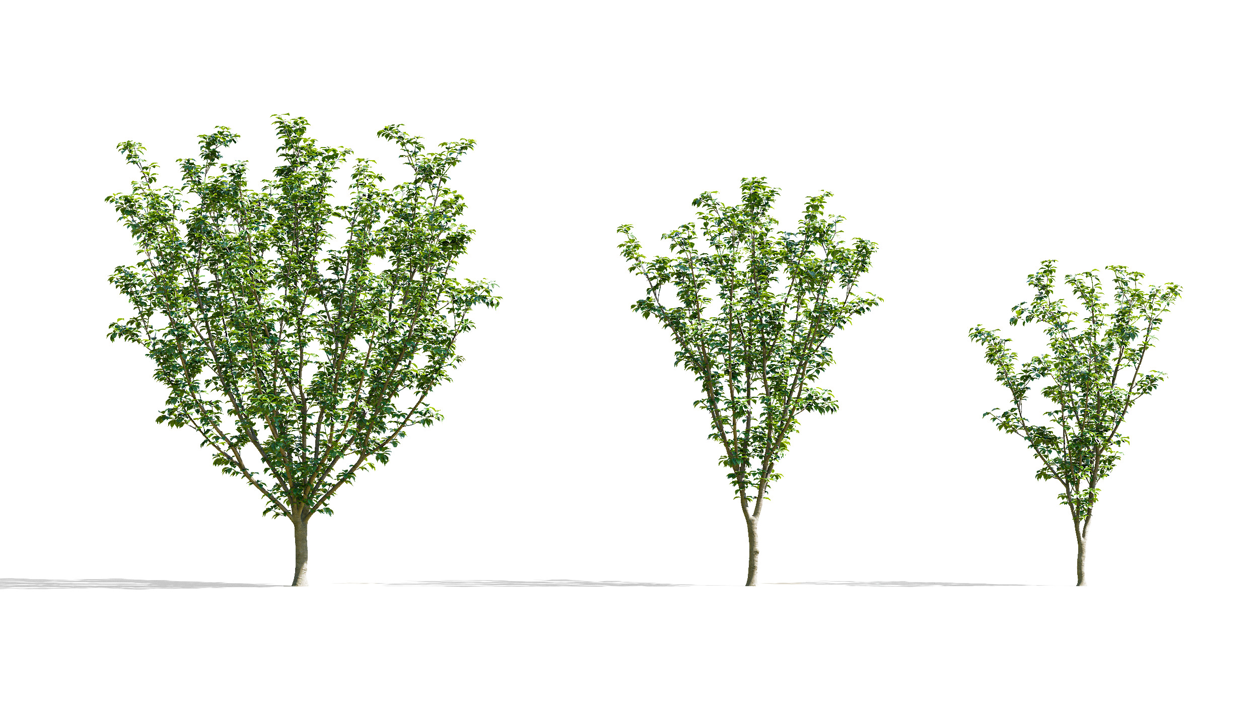 Wonderful Tree Collection All In One Low-poly 3D model_13