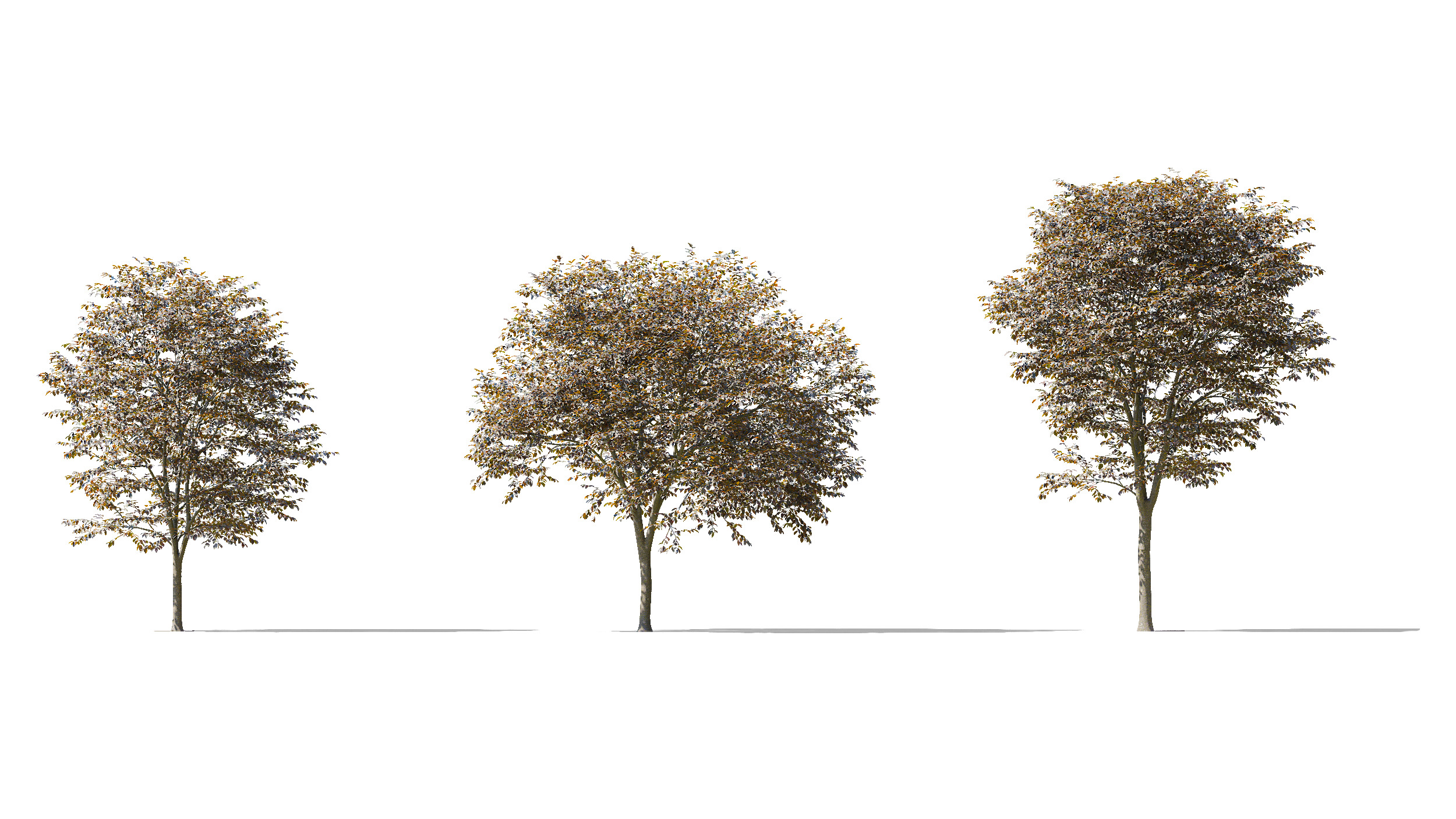 Wonderful Tree Collection All In One Low-poly 3D model_17