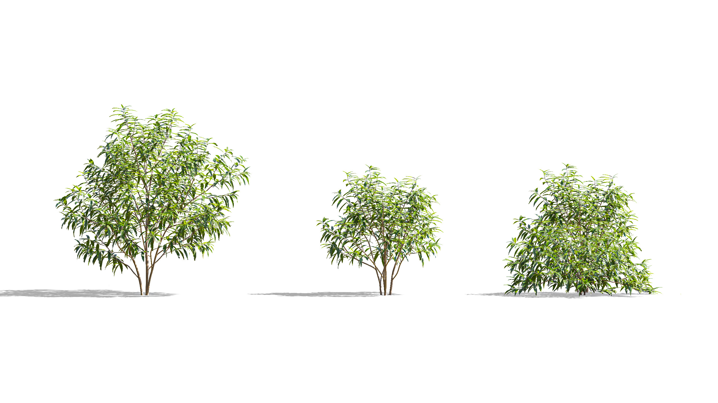 Wonderful Tree Collection All In One Low-poly 3D model_6