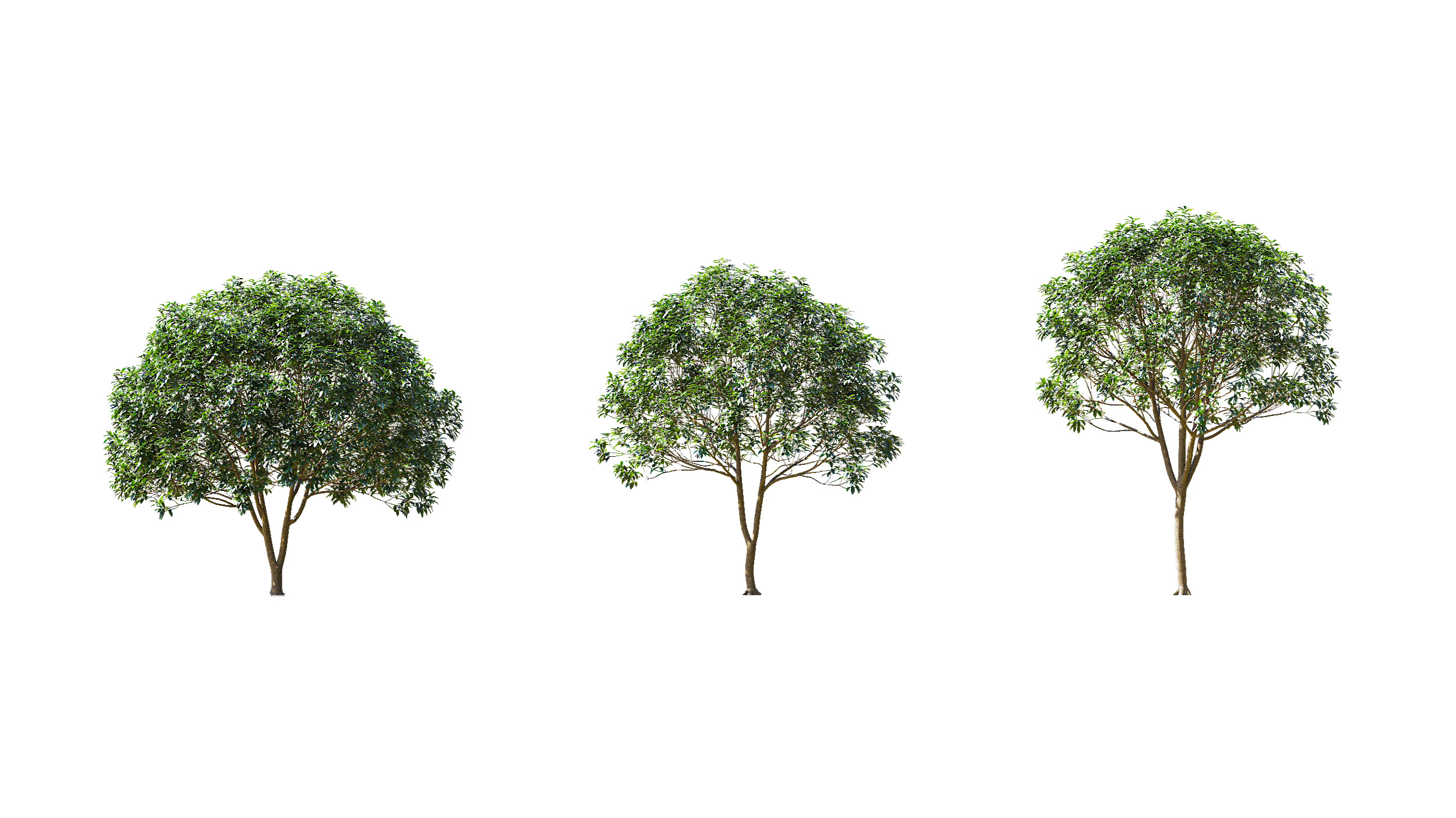 Wonderful Tree Collection All In One Low-poly 3D model_20