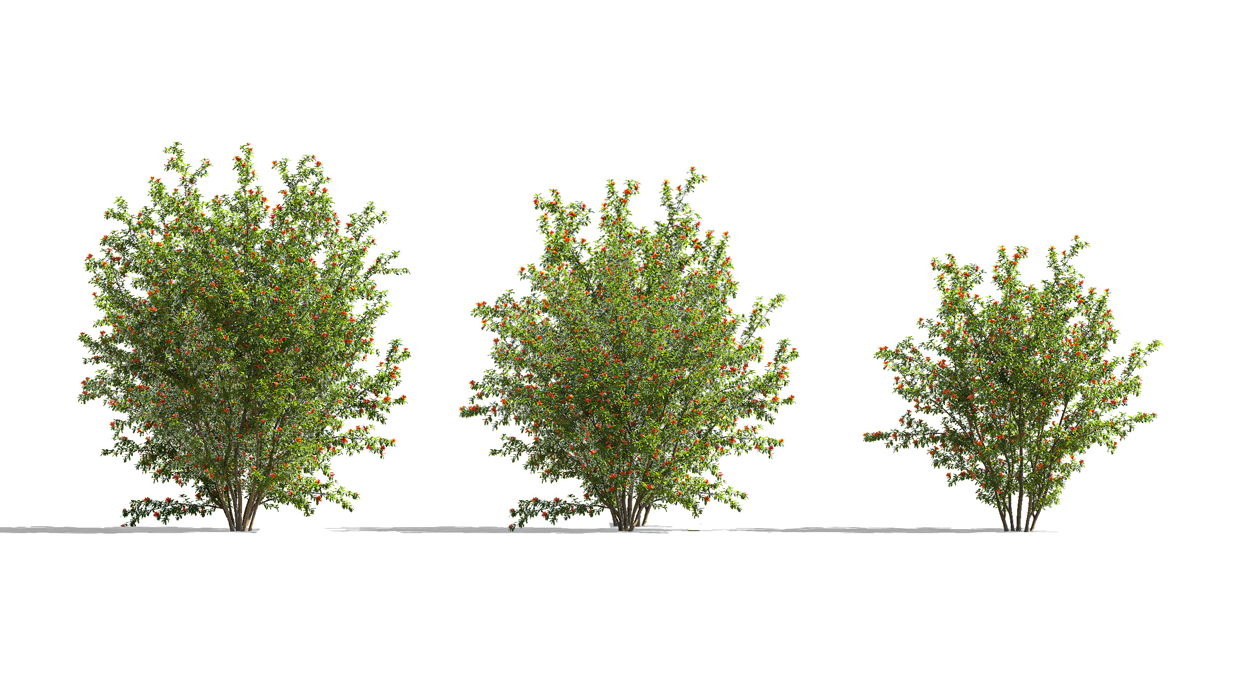 Wonderful Tree Collection All In One Low-poly 3D model_1