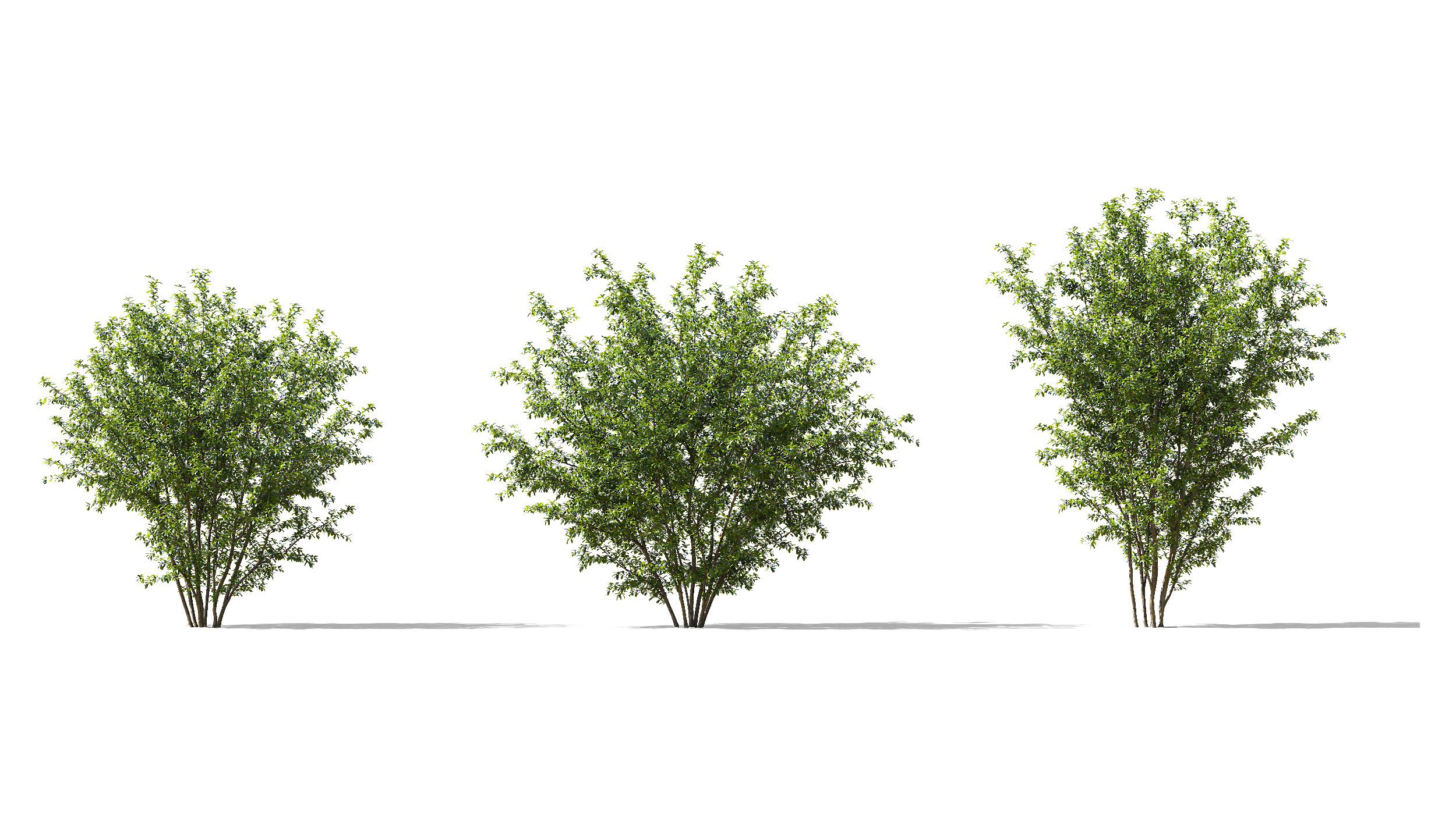 Wonderful Tree Collection All In One Low-poly 3D model_12