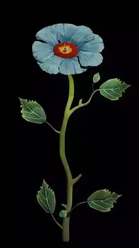 The Chinese Blue Hibiscus 