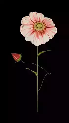 The Japanese Anemone