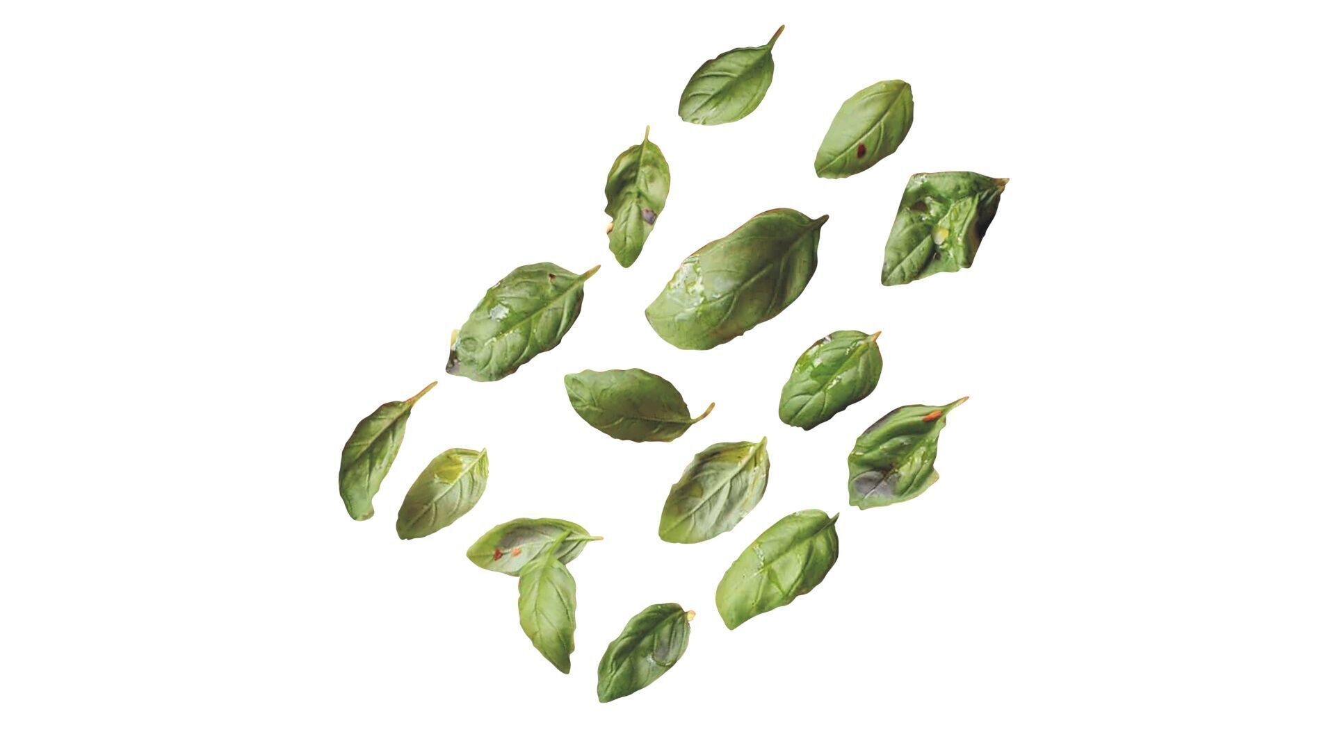 Fresh Basil Leaves Set 3D model_12