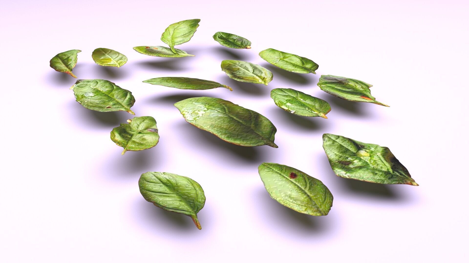 Fresh Basil Leaves Set 3D model_5
