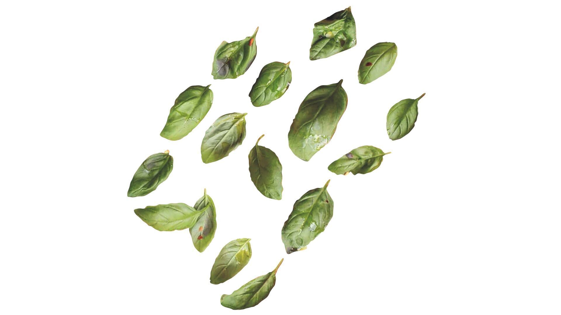 Fresh Basil Leaves Set 3D model_11