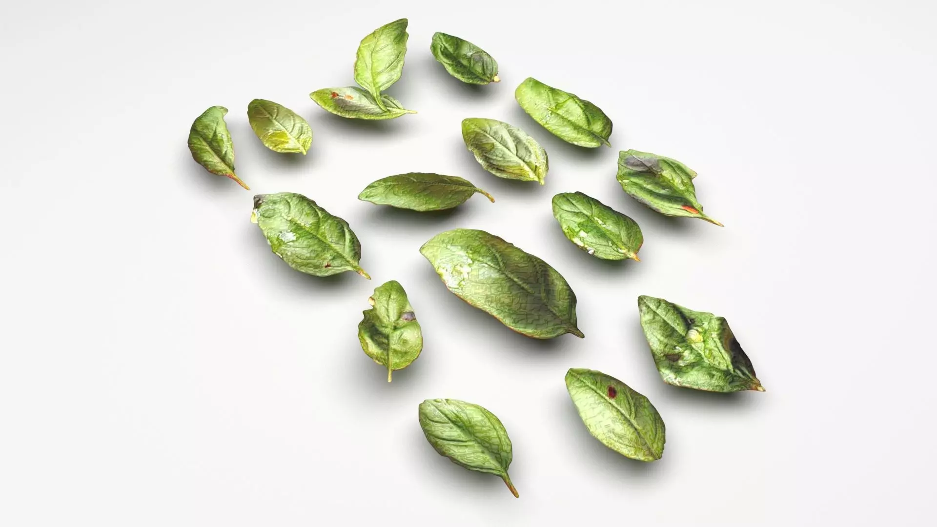 Fresh Basil Leaves Set 3D model_0