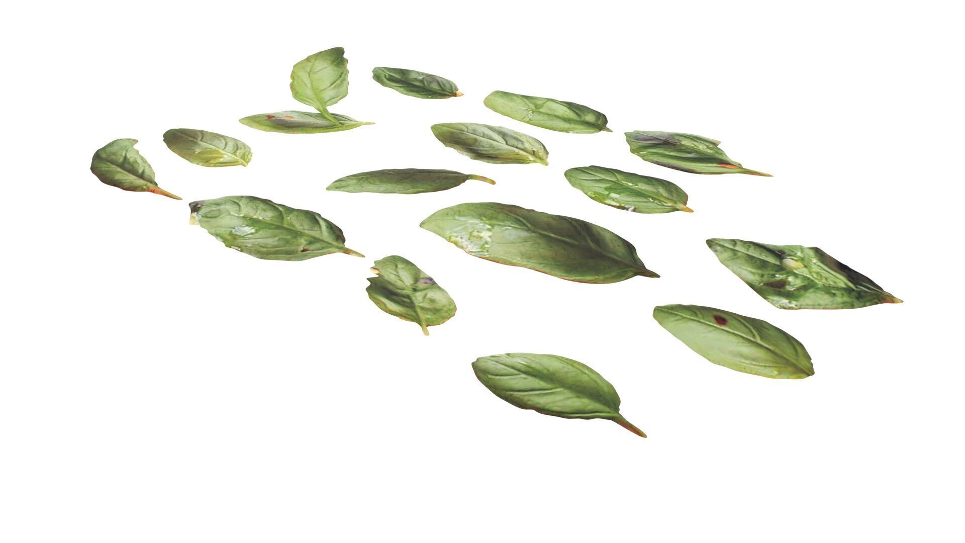 Fresh Basil Leaves Set 3D model_13