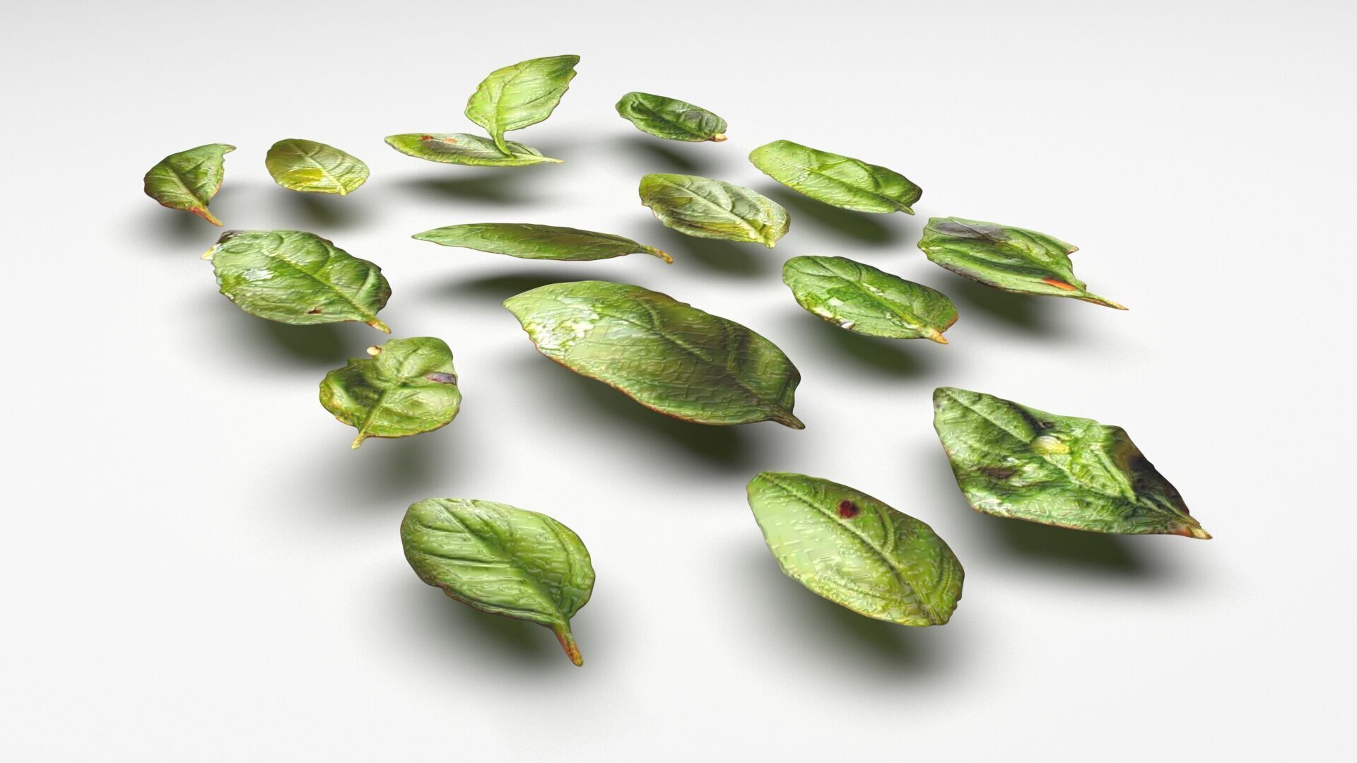 Fresh Basil Leaves Set 3D model_4
