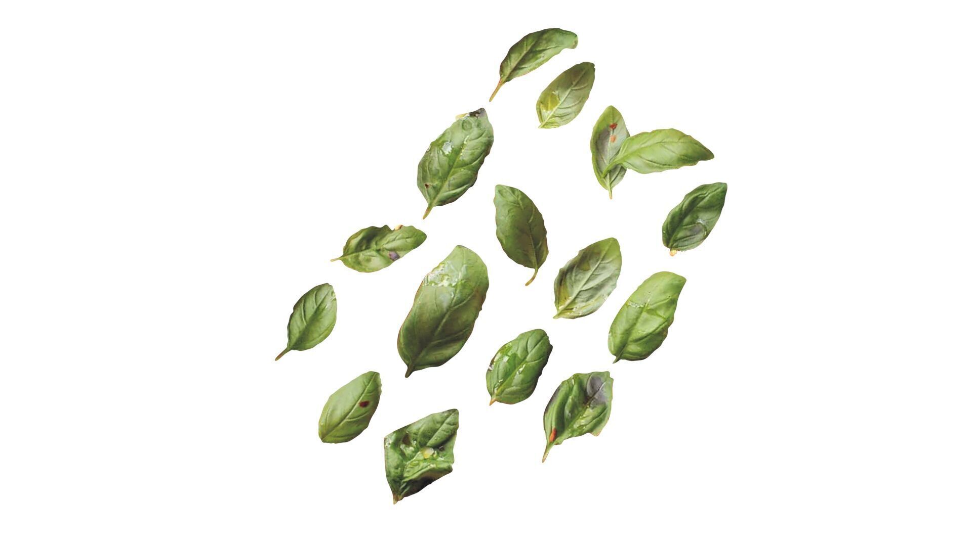 Fresh Basil Leaves Set 3D model_9