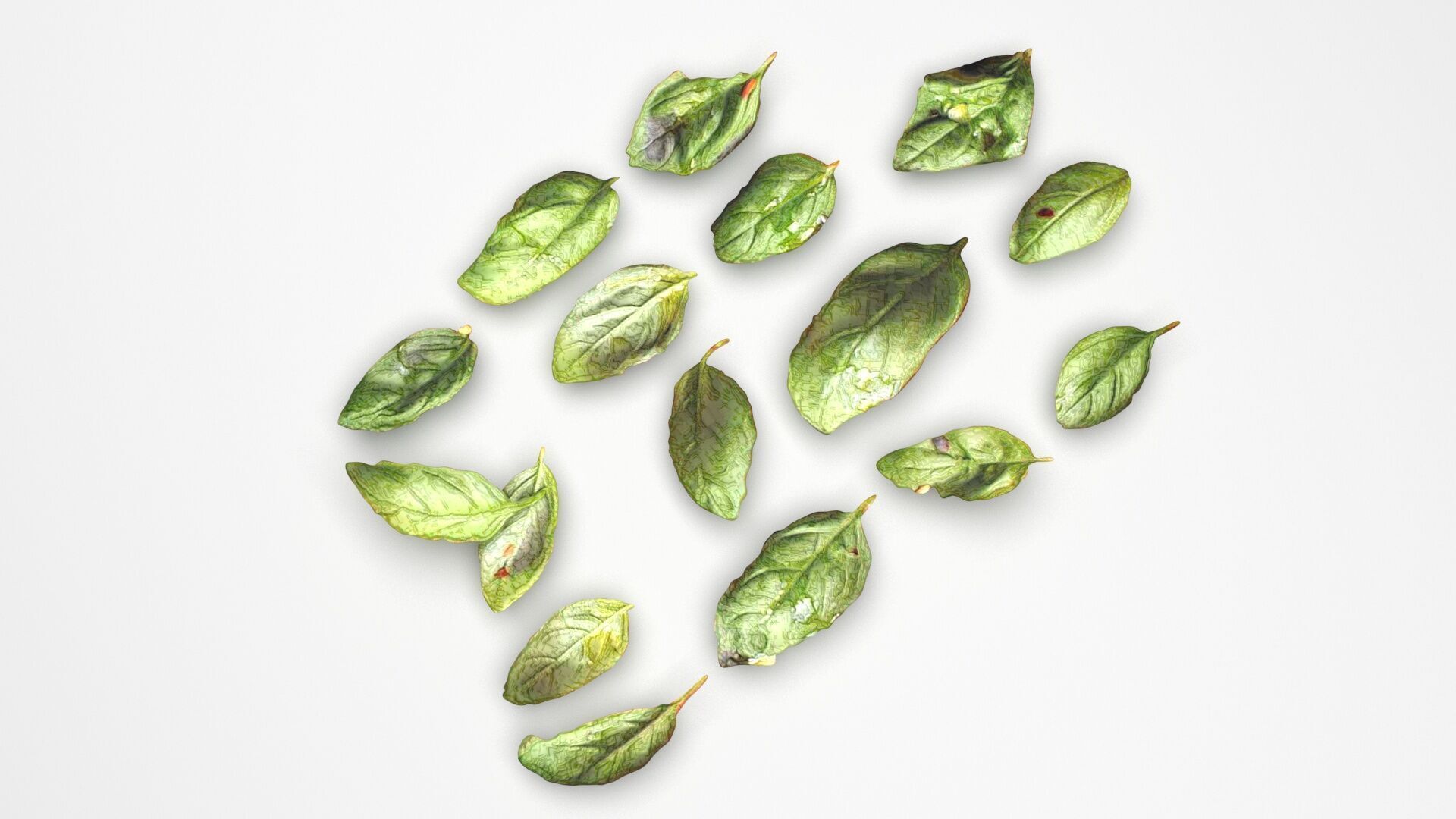 Fresh Basil Leaves Set 3D model_3