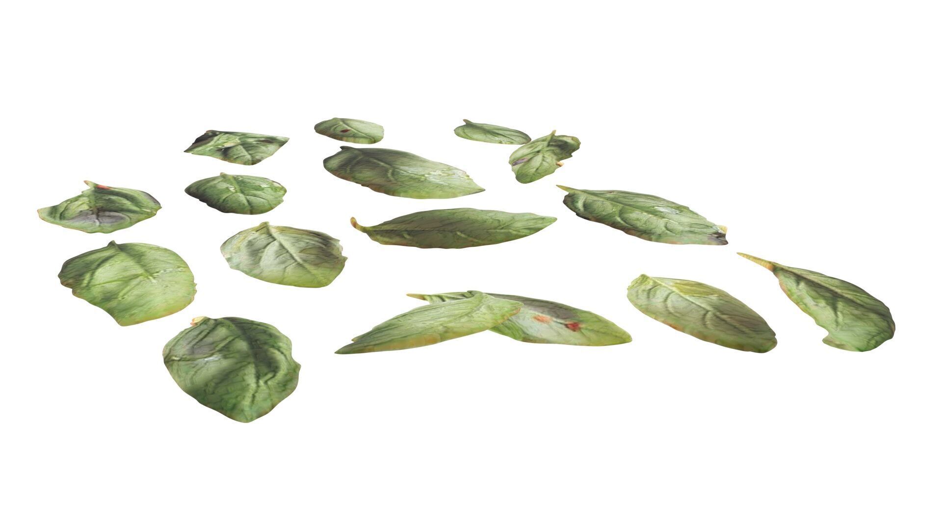 Fresh Basil Leaves Set 3D model_10