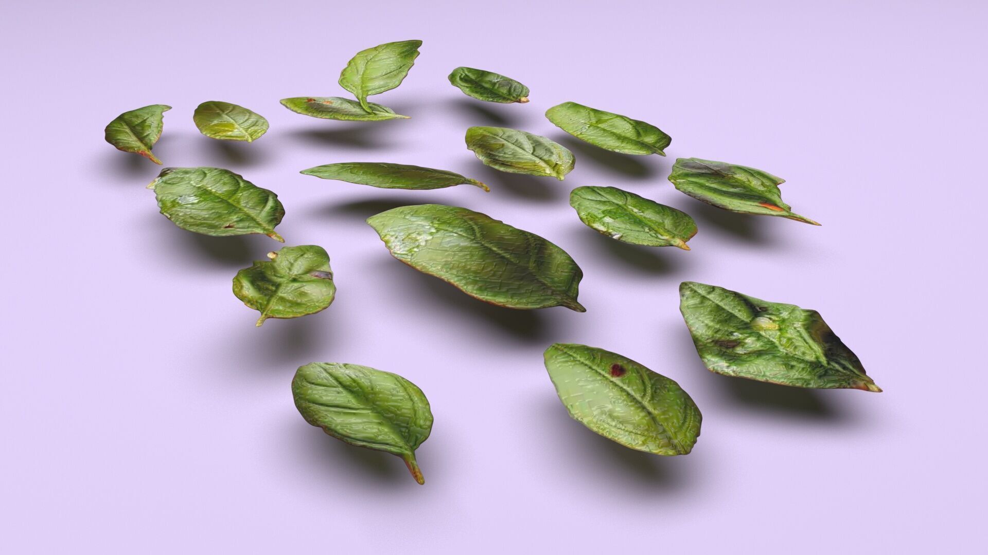 Fresh Basil Leaves Set 3D model_6