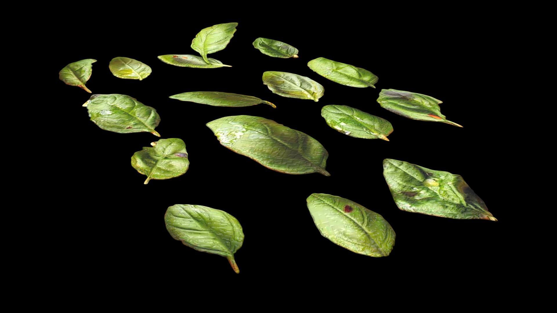 Fresh Basil Leaves Set 3D model_7