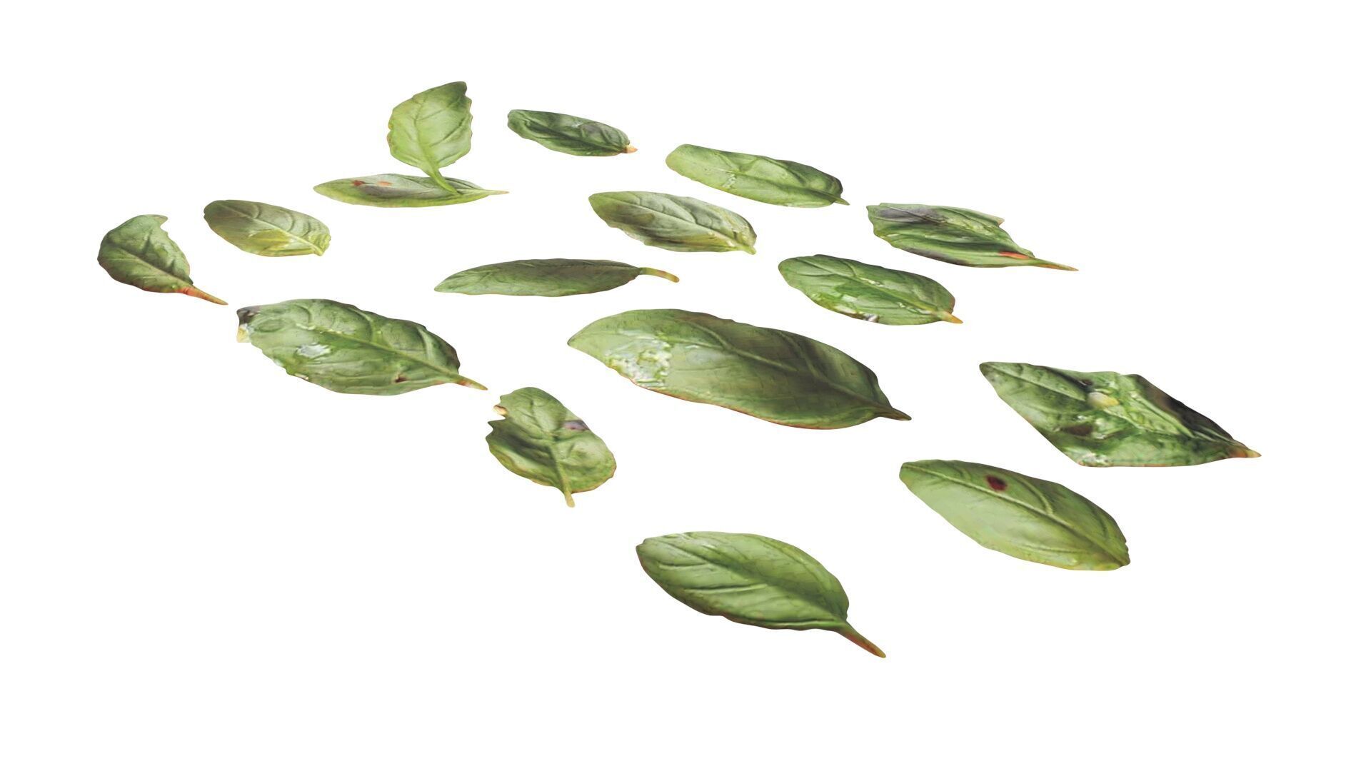 Fresh Basil Leaves Set 3D model_8