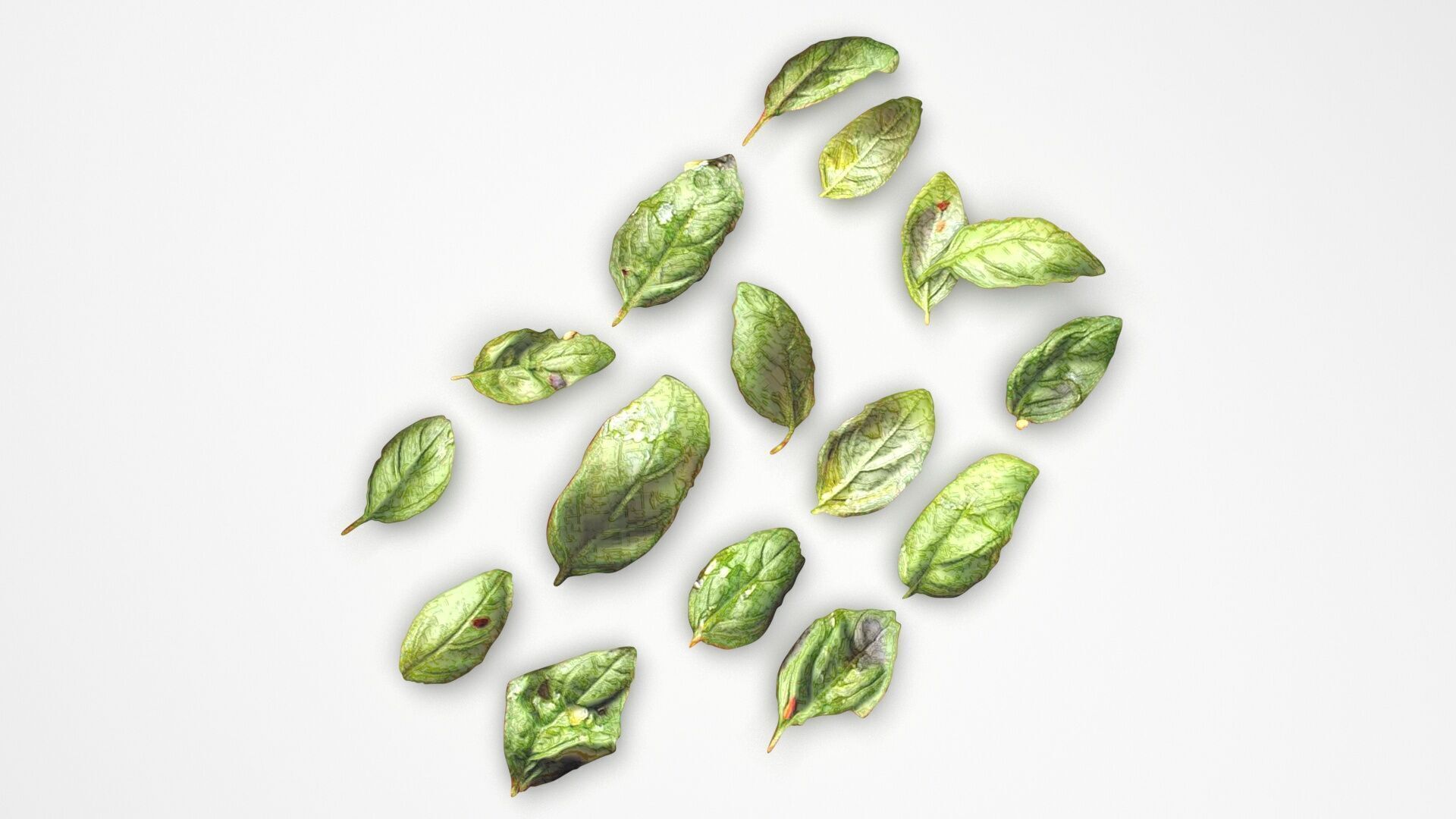 Fresh Basil Leaves Set 3D model_1
