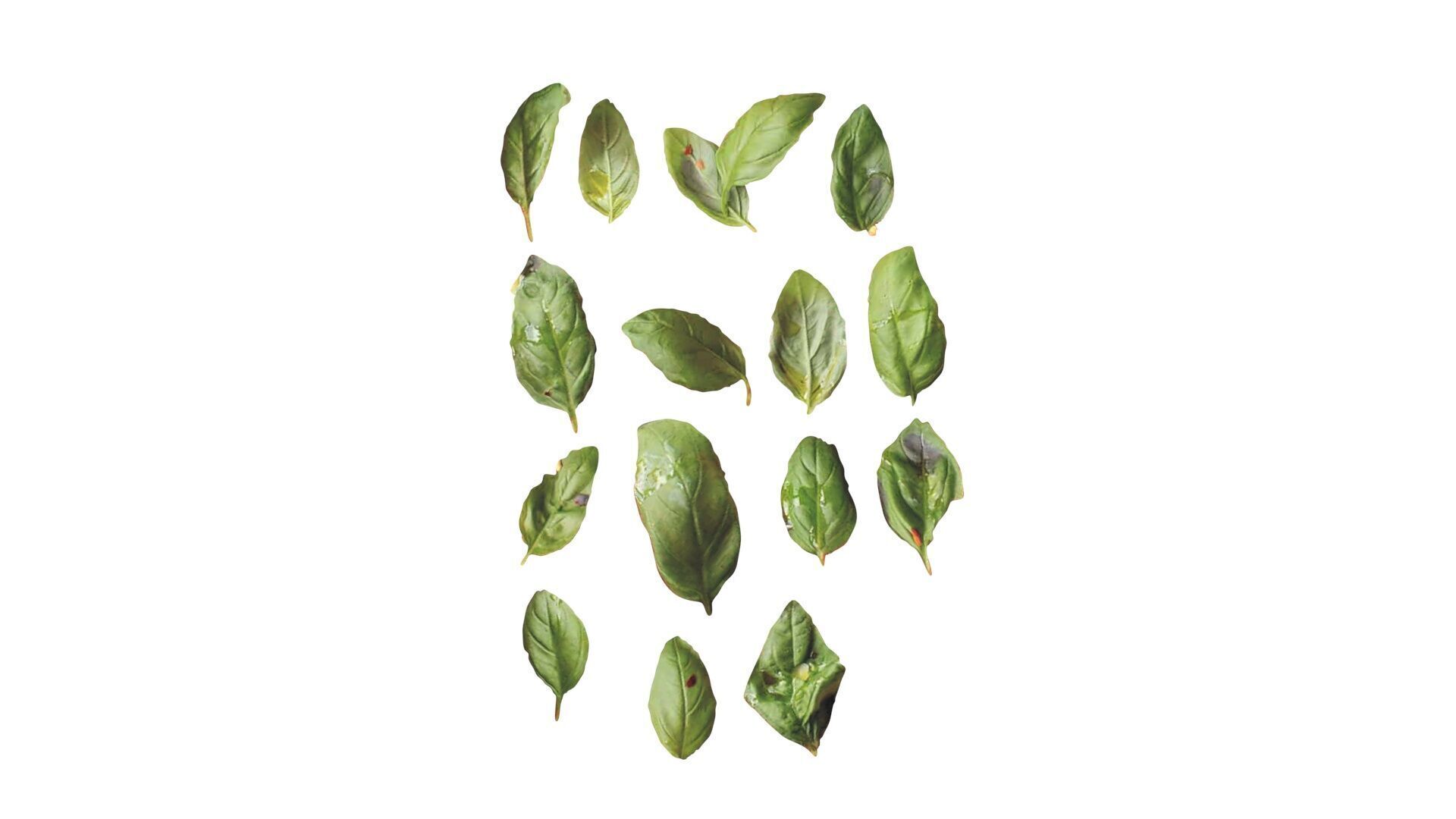 Fresh Basil Leaves Set 3D model_14
