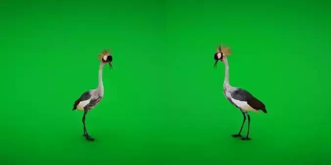 African Grey Crested Crane Bird Low-poly 3D model