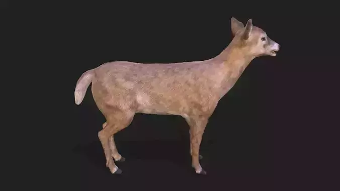 Young deer animation