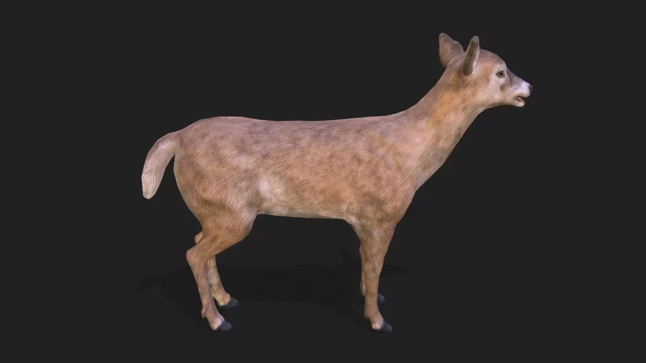 Young deer animation 3D model_0