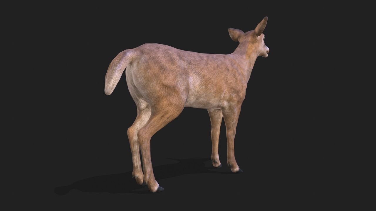 Young deer animation 3D model_2