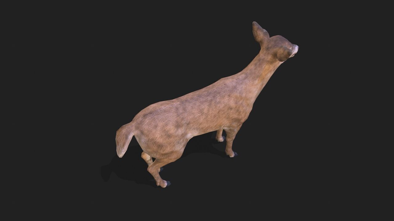 Young deer animation 3D model_3