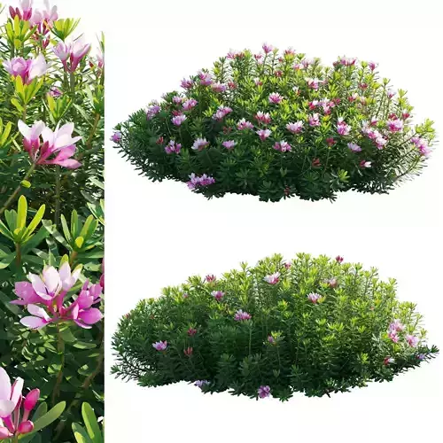 Daphne arbuscula - Shrubby daphne 02 3D model