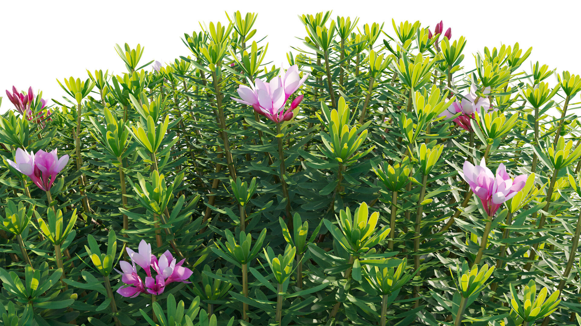 Daphne arbuscula - Shrubby daphne 02 3D model_8