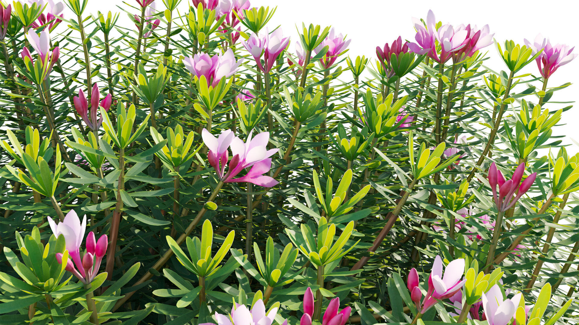 Daphne arbuscula - Shrubby daphne 02 3D model_10