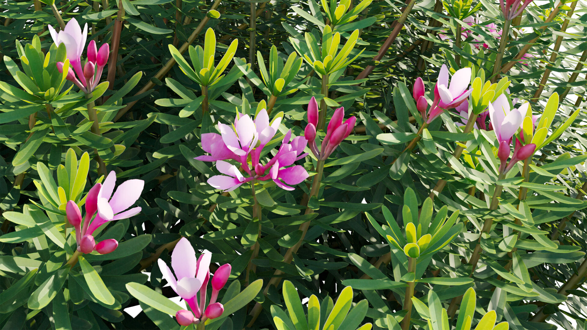 Daphne arbuscula - Shrubby daphne 02 3D model_11