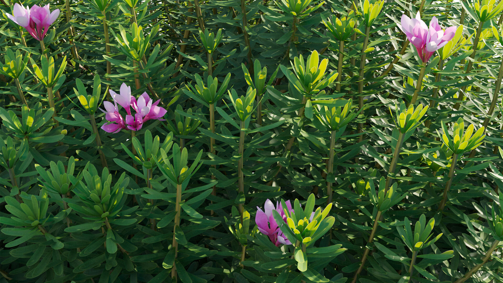 Daphne arbuscula - Shrubby daphne 02 3D model_9