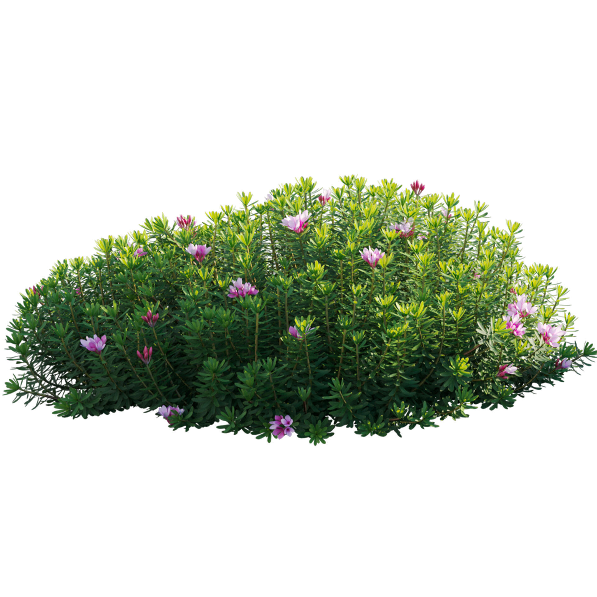 Daphne arbuscula - Shrubby daphne 02 3D model_2