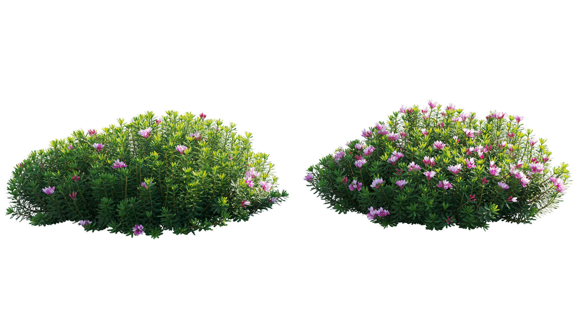 Daphne arbuscula - Shrubby daphne 02 3D model_7